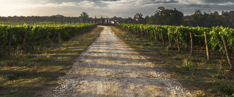vigneto vino italiano 2024